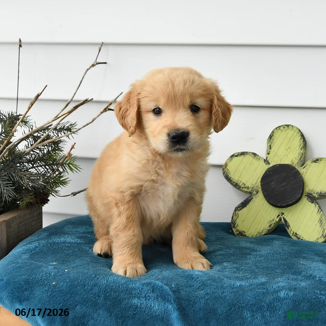 Golden Retriever dogs for sale: Maverick - Ad 2