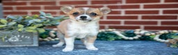 Chihuahua dogs for sale: Peanut Butter - Ad 1