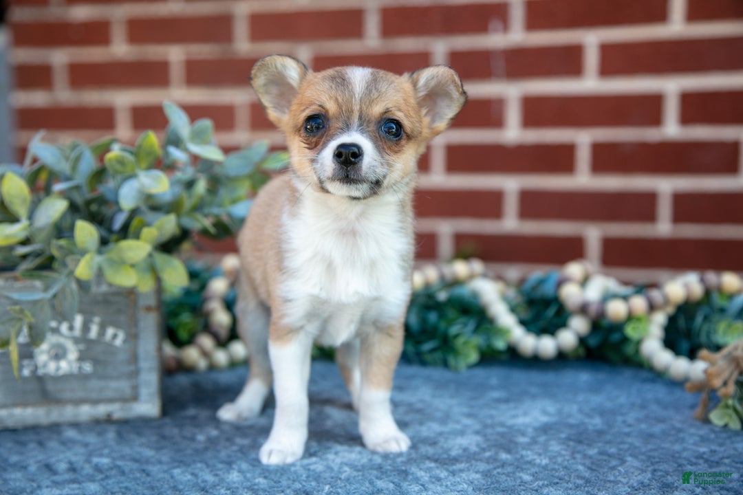 Chihuahua dogs for sale: Peanut Butter - Ad 1