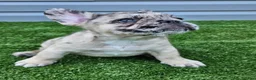 French Bulldog dogs for sale: Meadow - Ad 3