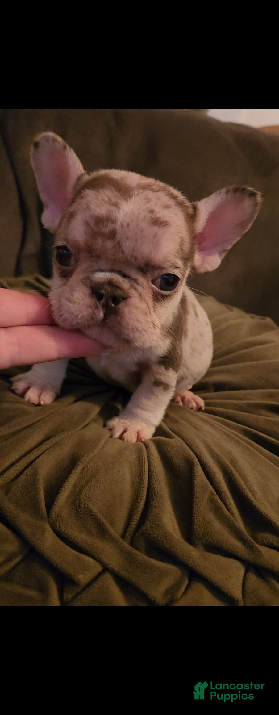 French Bulldog dogs French Bulldog 2 - Ad 10