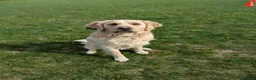 Golden Retriever dogs for sale: Maple - Ad 9