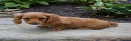 Miniature Dachshund dogs for sale: Milly - Ad 5