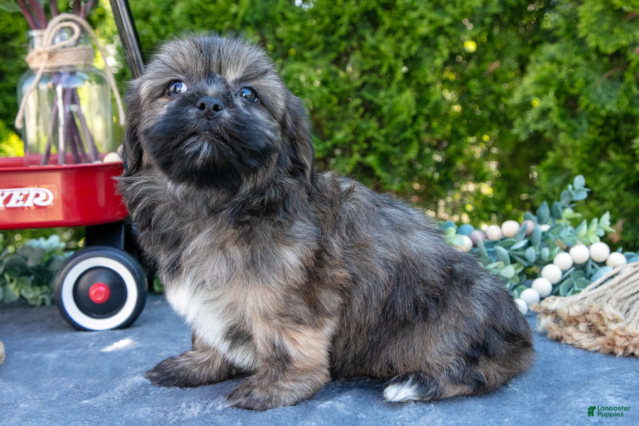 Shorkie dogs for sale: Burt - Ad 3