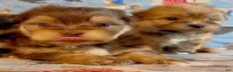 Shorkie dogs for sale: Shorkie 2 - Ad 15
