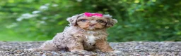 Cavapoo dogs for sale: Tulip - Ad 5