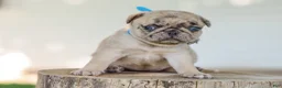 Pug dogs for sale: Alyssa Purebred Pug - Ad 5
