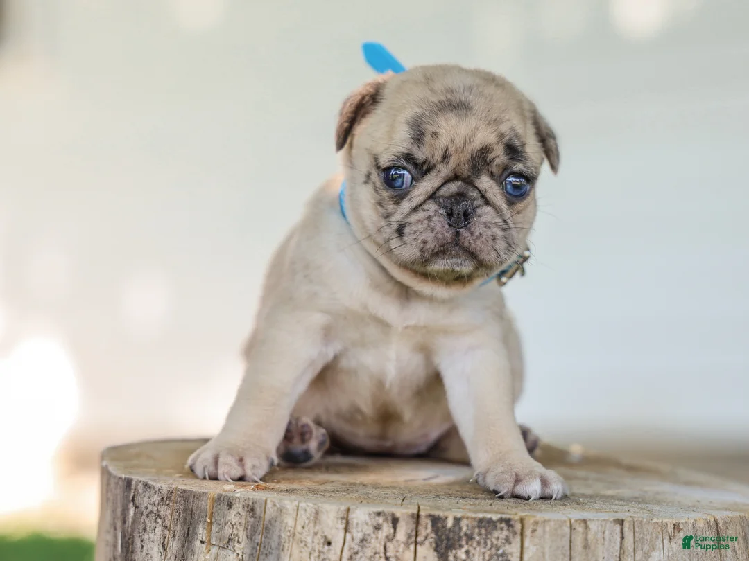 Pug dogs for sale: Alyssa Purebred Pug - Ad 5