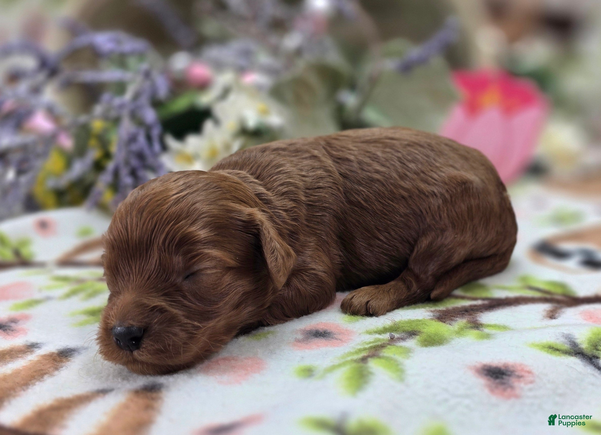 Cockapoo dogs Milan - Ad 8
