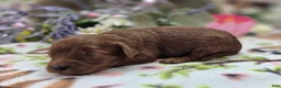 Cockapoo dogs for sale: Milan - Ad 1