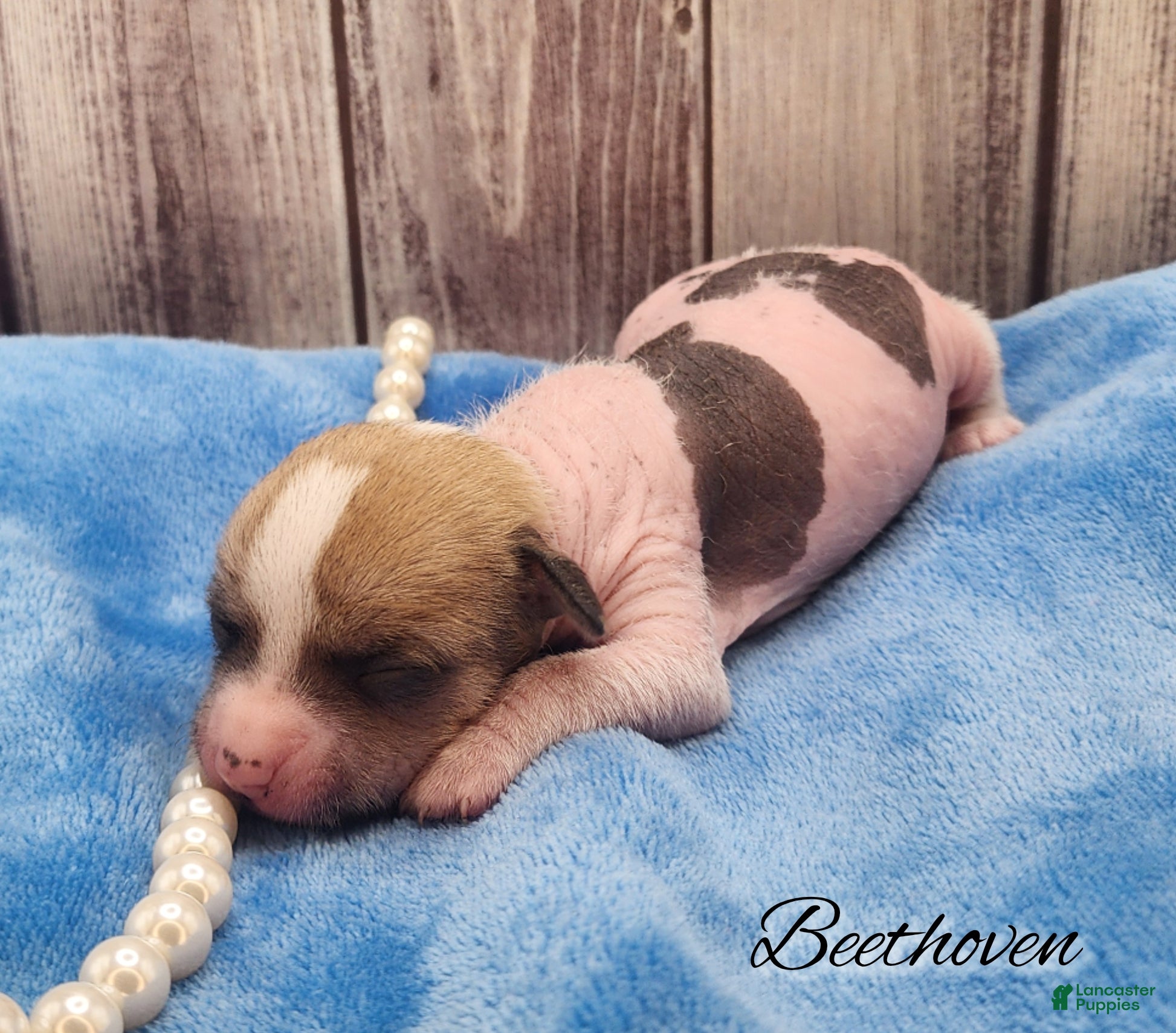 Mixed Breed dogs Beethoven - Ad 6