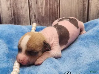 Mixed Breed dogs Beethoven - Ad 6