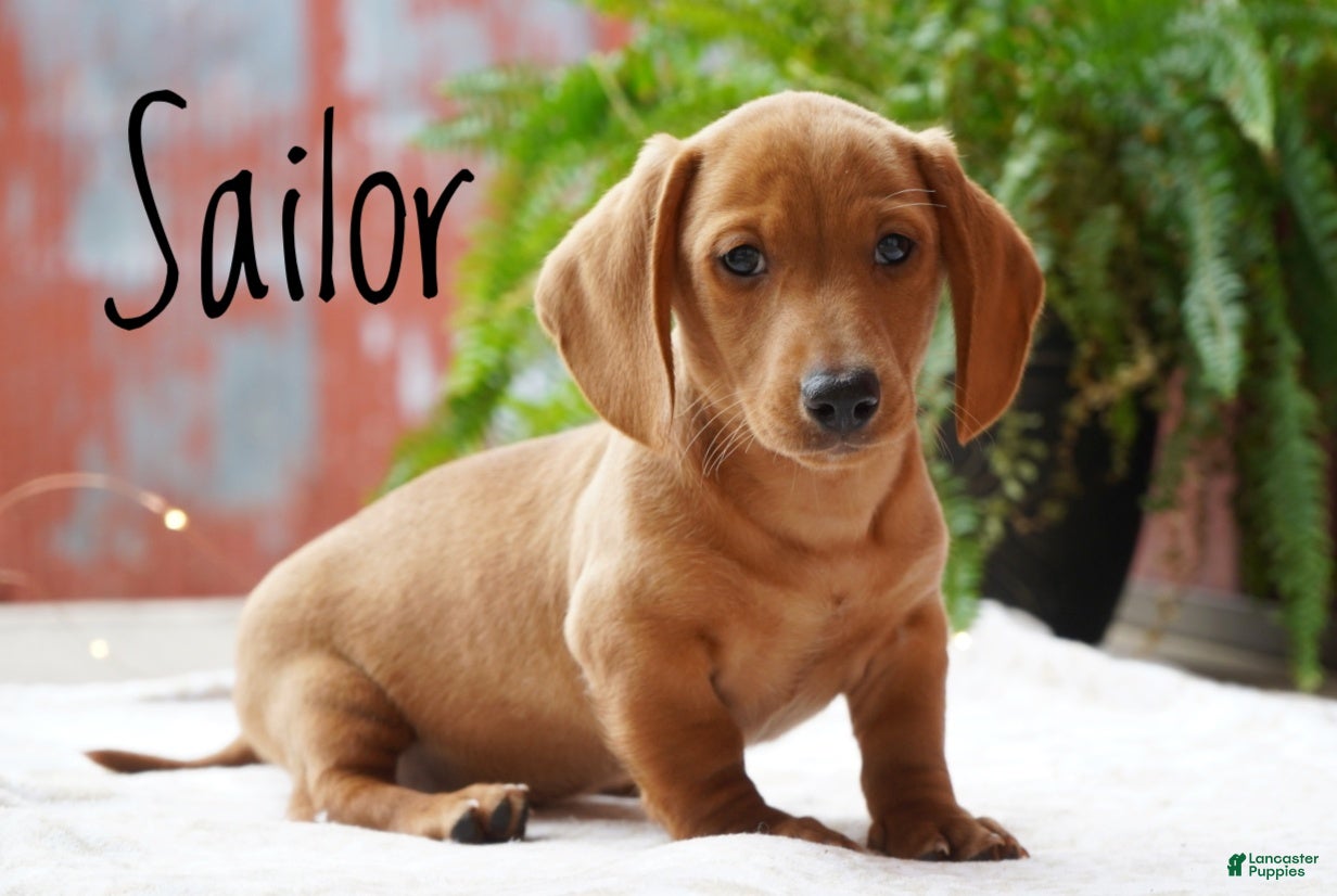 Miniature Dachshund dogs for sale: Sailor - Ad 1