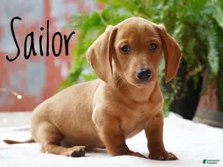 Miniature Dachshund dogs for sale: Sailor - Ad 1