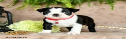 Boston Terrier dogs for sale: Dixie - Ad 2