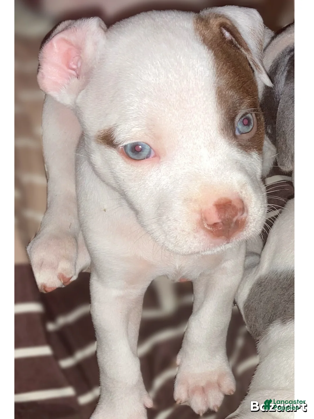 Mixed Breed dogs for sale: Finley - Ad 2
