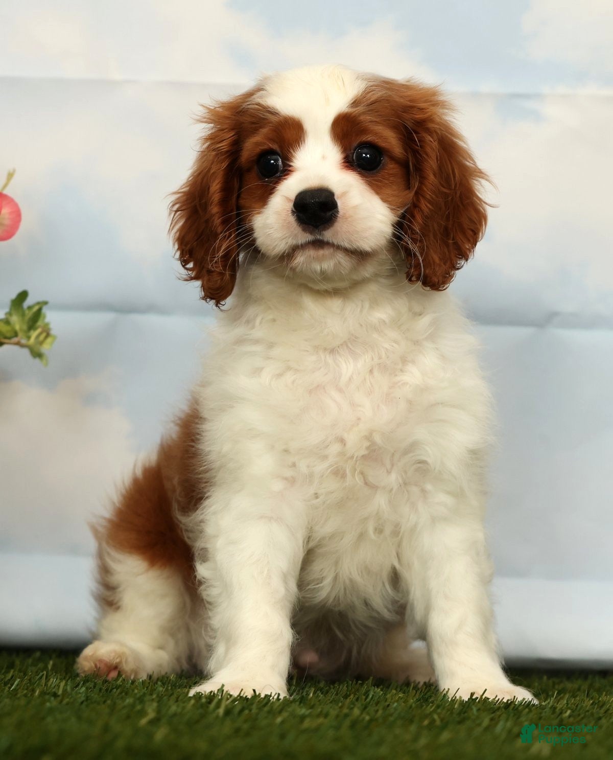 Cavalier King Charles Spaniel dogs Josh - Ad 1