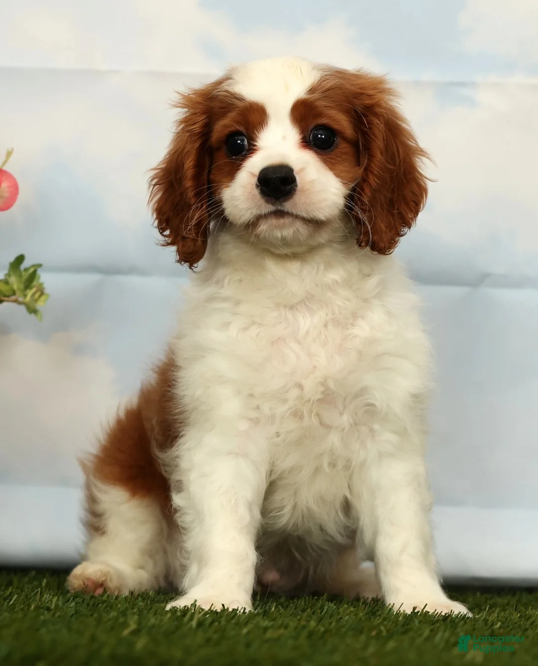 Cavalier King Charles Spaniel dogs for sale: Josh - Ad 1