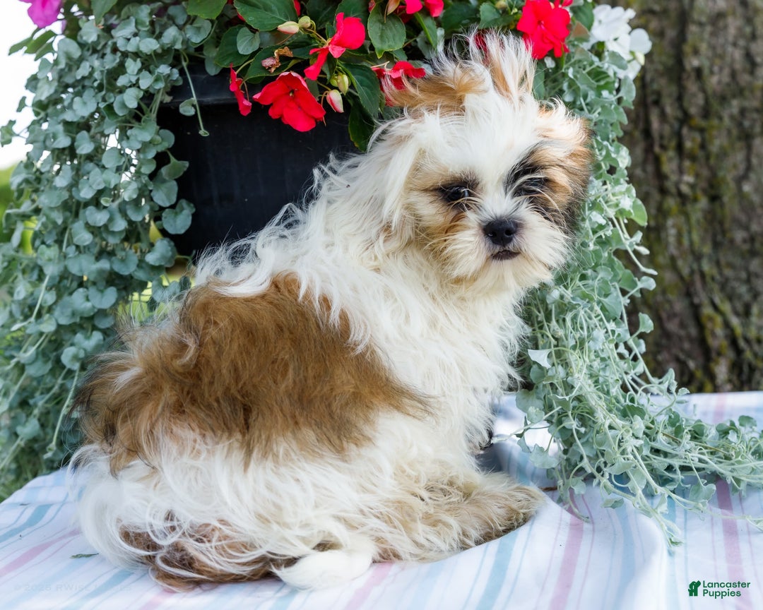 Shih Tzu dogs for sale: Jude - Ad 17