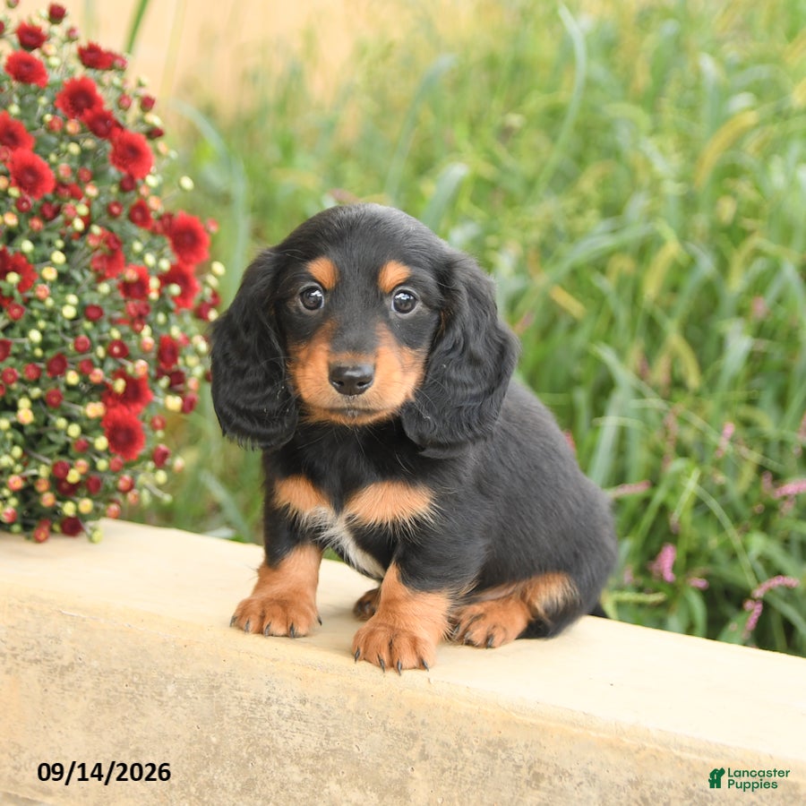Miniature Dachshund dogs Felix - Ad 1