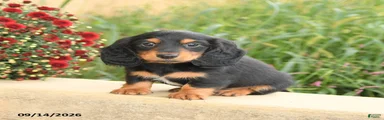 Felix