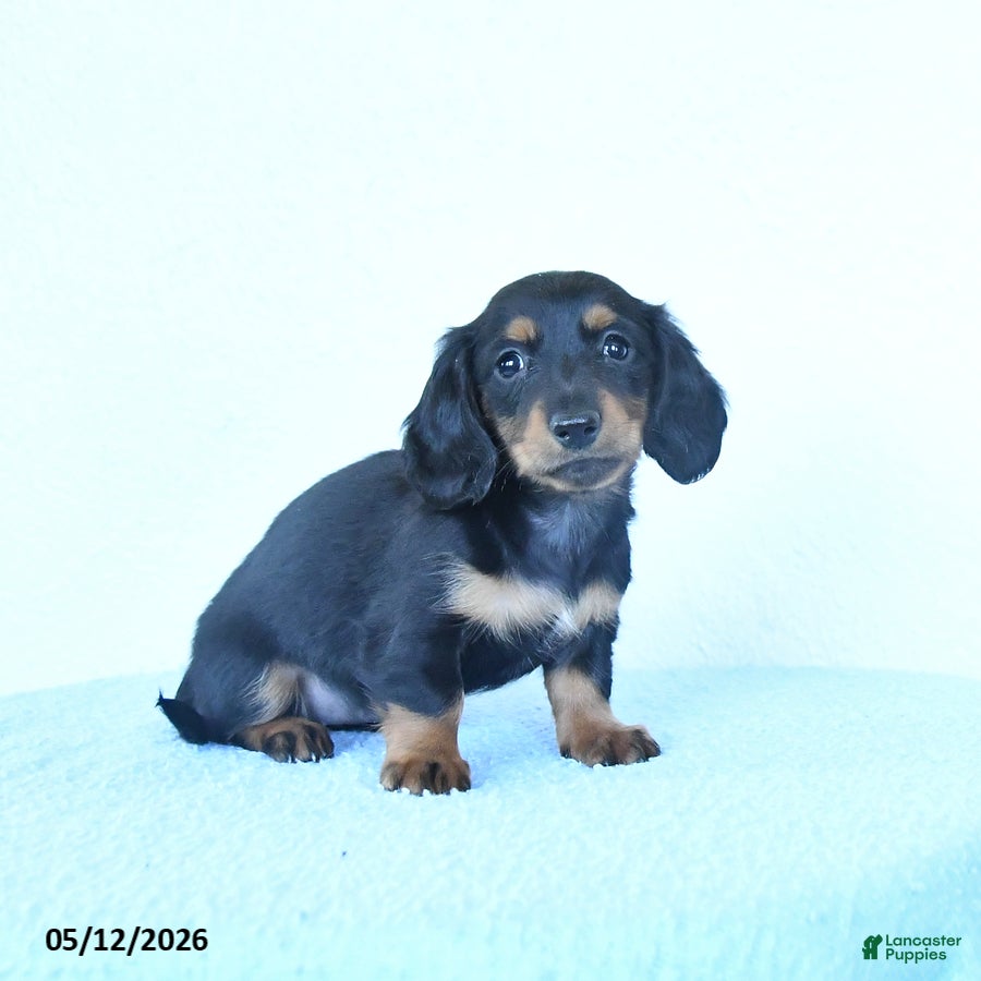 Miniature Dachshund dogs Sophie - Ad 2