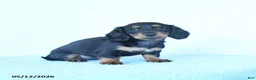 Miniature Dachshund dogs for sale: Sophie - Ad 2