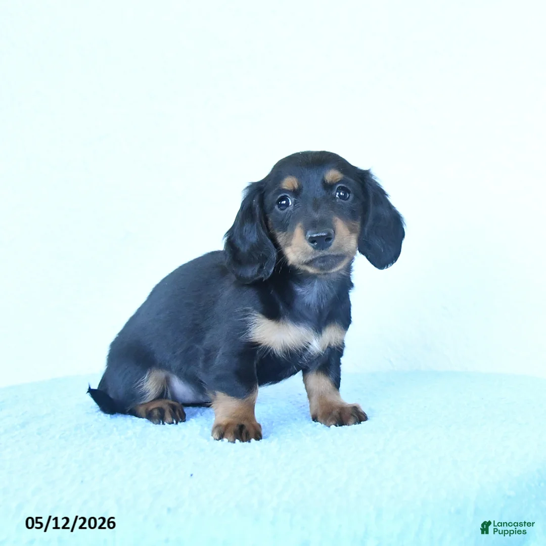 Miniature Dachshund dogs for sale: Sophie - Ad 2