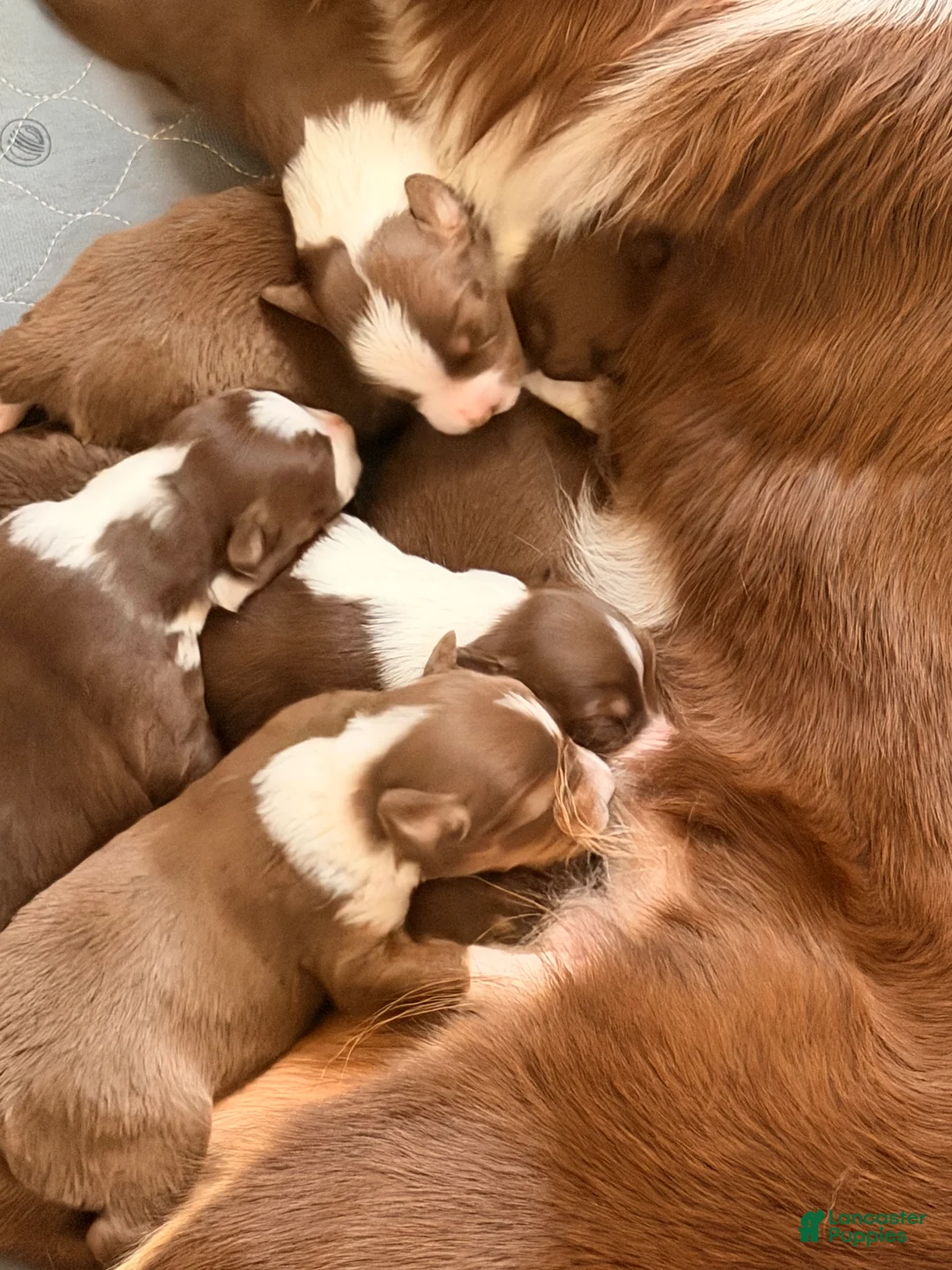 Australian Shepherd dogs for sale: Australian Shepherd 2  - Ad 3