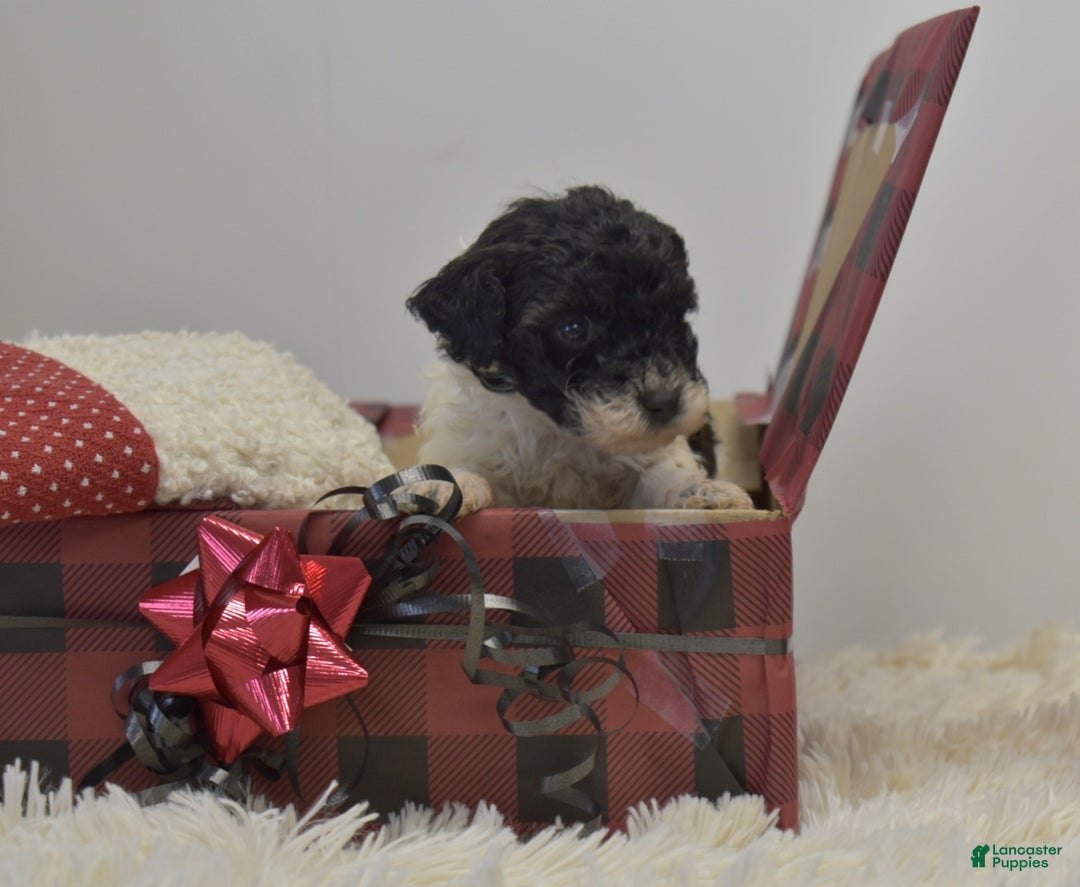 Miniature Poodle dogs for sale: Mylah - Ad 13