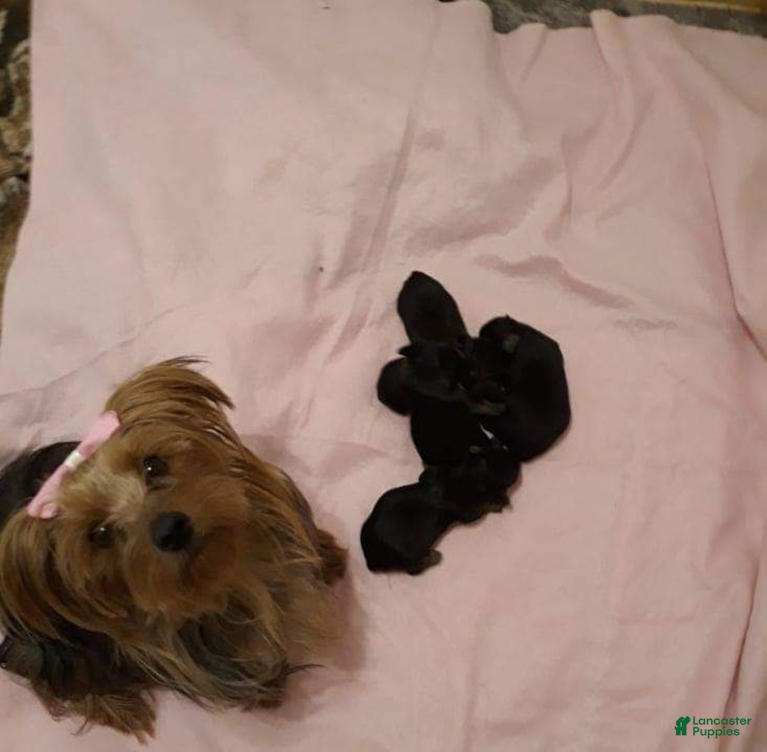 Yorkshire Terrier dogs for sale: Yorkshire Terrier Puppy 1 - Ad 2