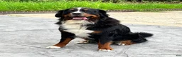 Bernese Mountain Dog dogs for sale: Bernese Mountain Dog 1 - Ad 4