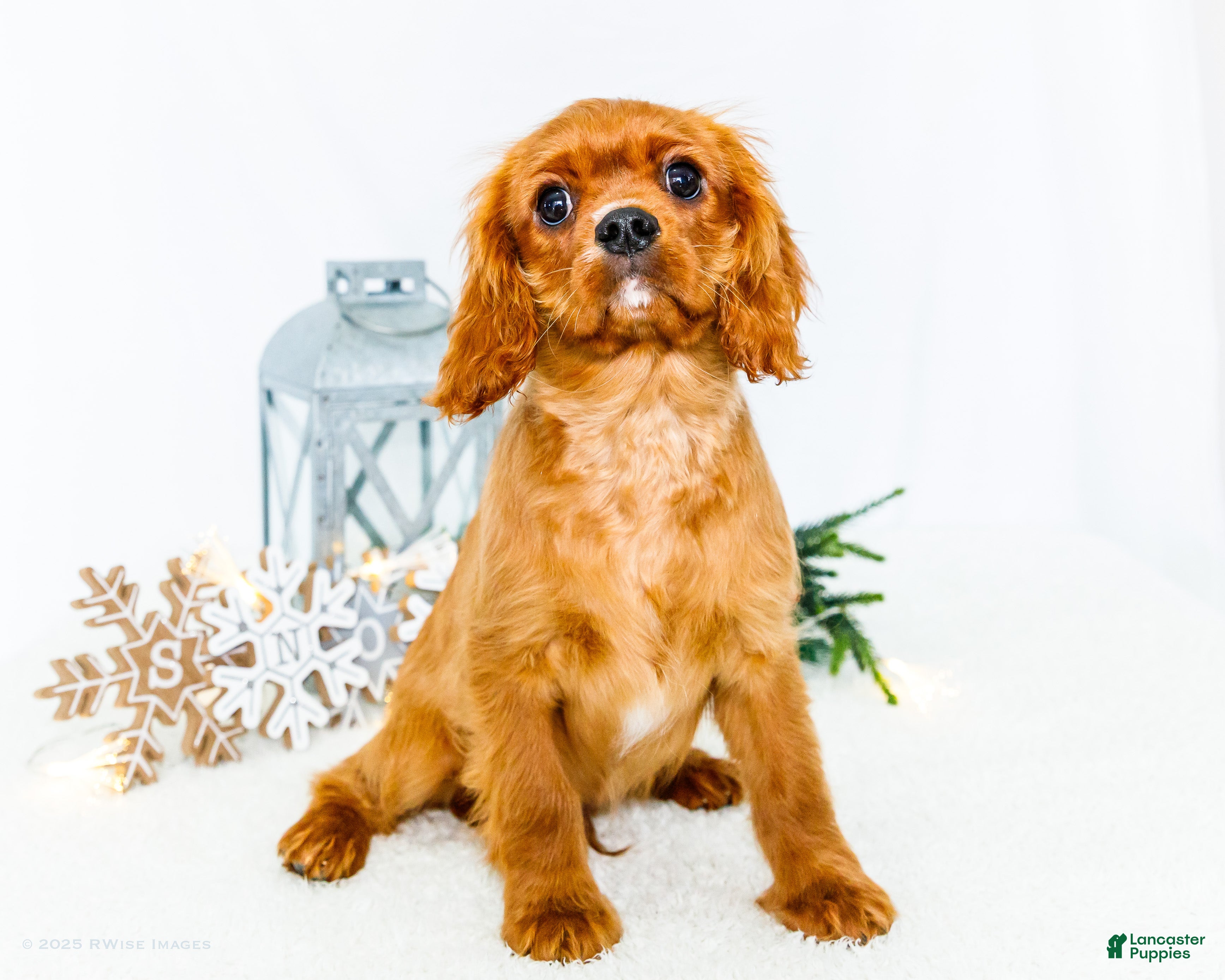 Cavalier King Charles Spaniel dogs Tiny Tim - Ad 23
