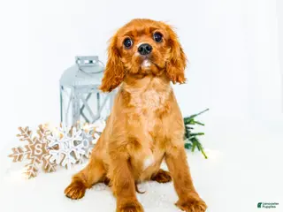 Cavalier King Charles Spaniel dogs Tiny Tim - Ad 23