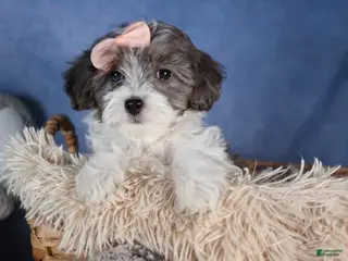 Havapoo dogs FIONA - Ad 32