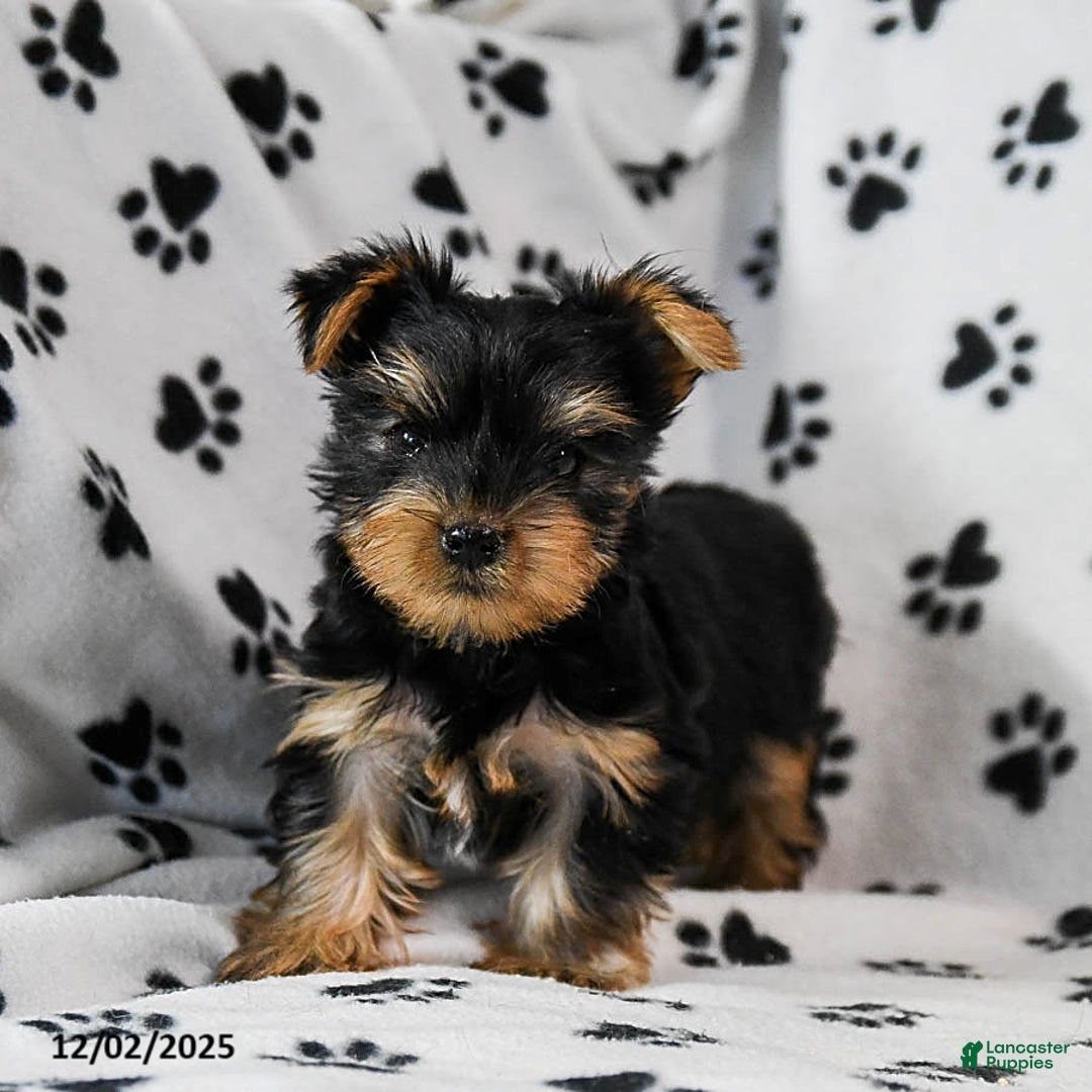 Yorkshire Terrier dogs for sale: Quincy - Ad 1