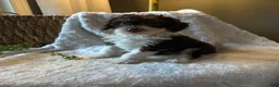 Mini Bernedoodle dogs for sale: Ivy - Ad 4
