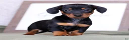 Miniature Dachshund dogs for sale: Fern - Ad 2