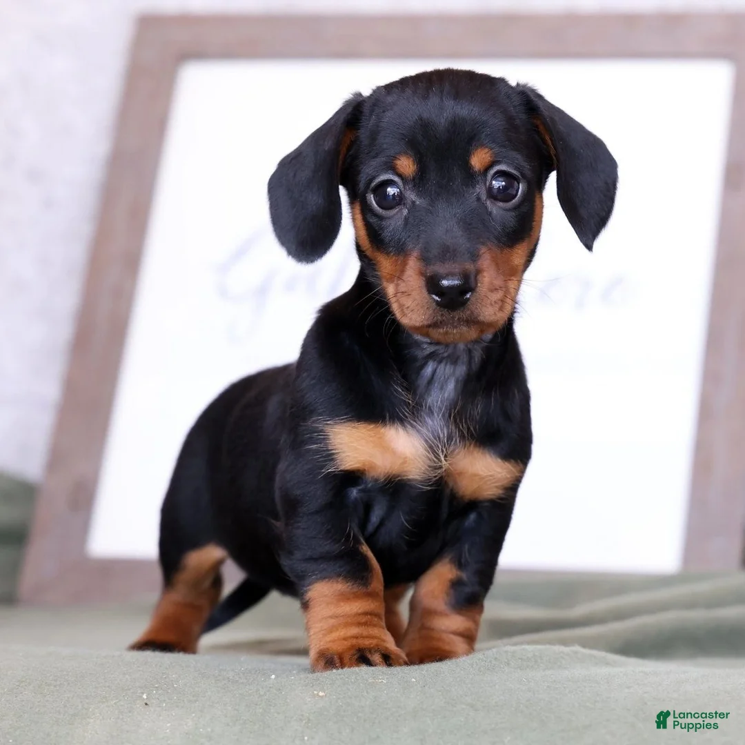 Miniature Dachshund dogs for sale: Fern - Ad 2