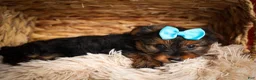 Yorkshire Terrier dogs for sale: DEXTER - Ad 6