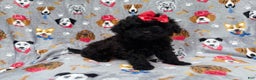 Shihpoo dogs for sale: Bailey - Ad 6