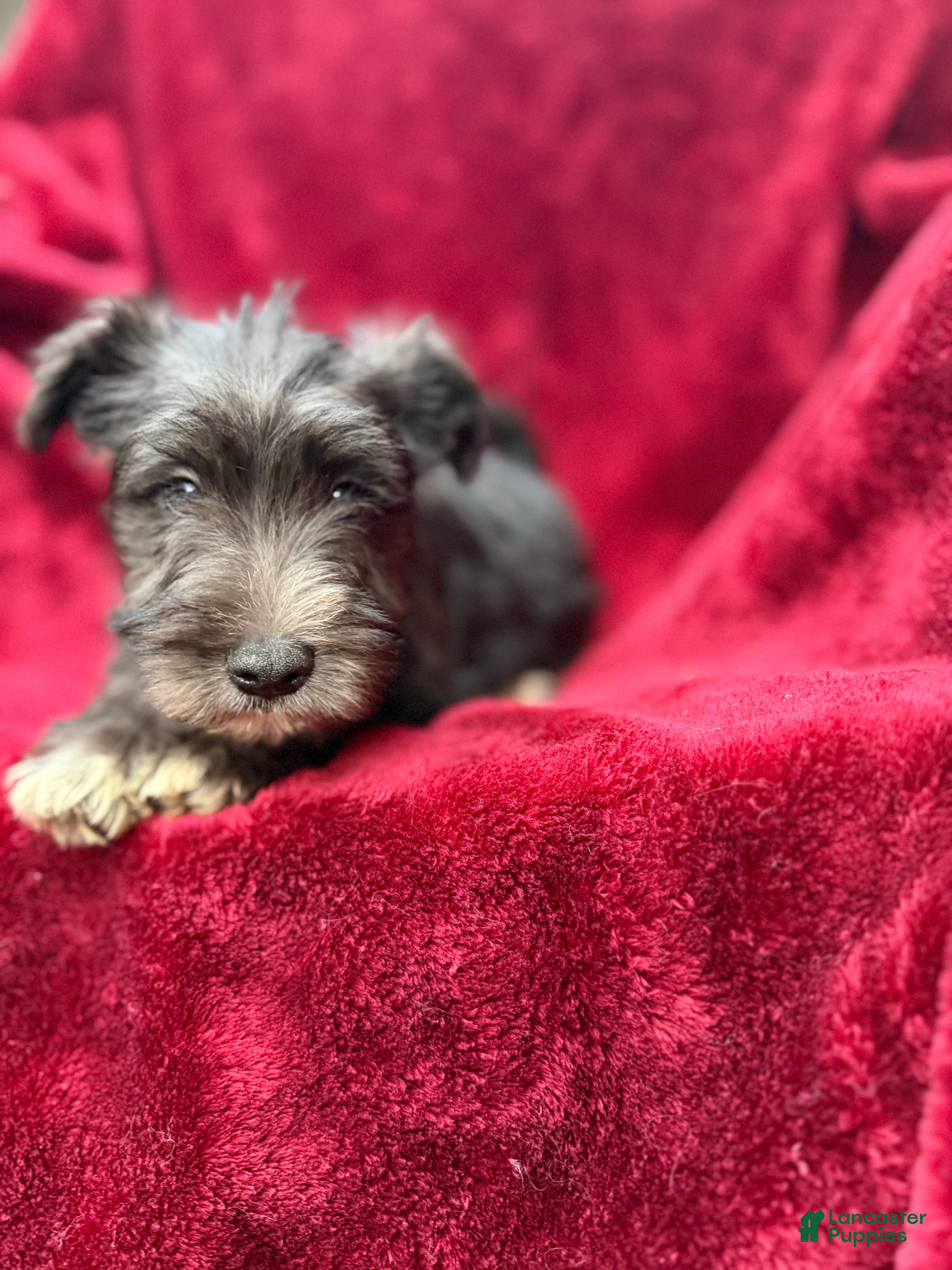 Miniature Schnauzer