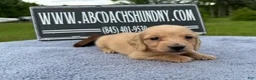 Miniature Dachshund dogs for sale: South African AKC Carrie’s Choc CR - Ad 3