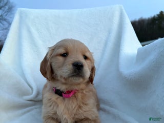 Golden Retriever dogs Riviera - Ad 39