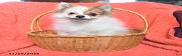Pomeranian dogs for sale: George - Ad 3