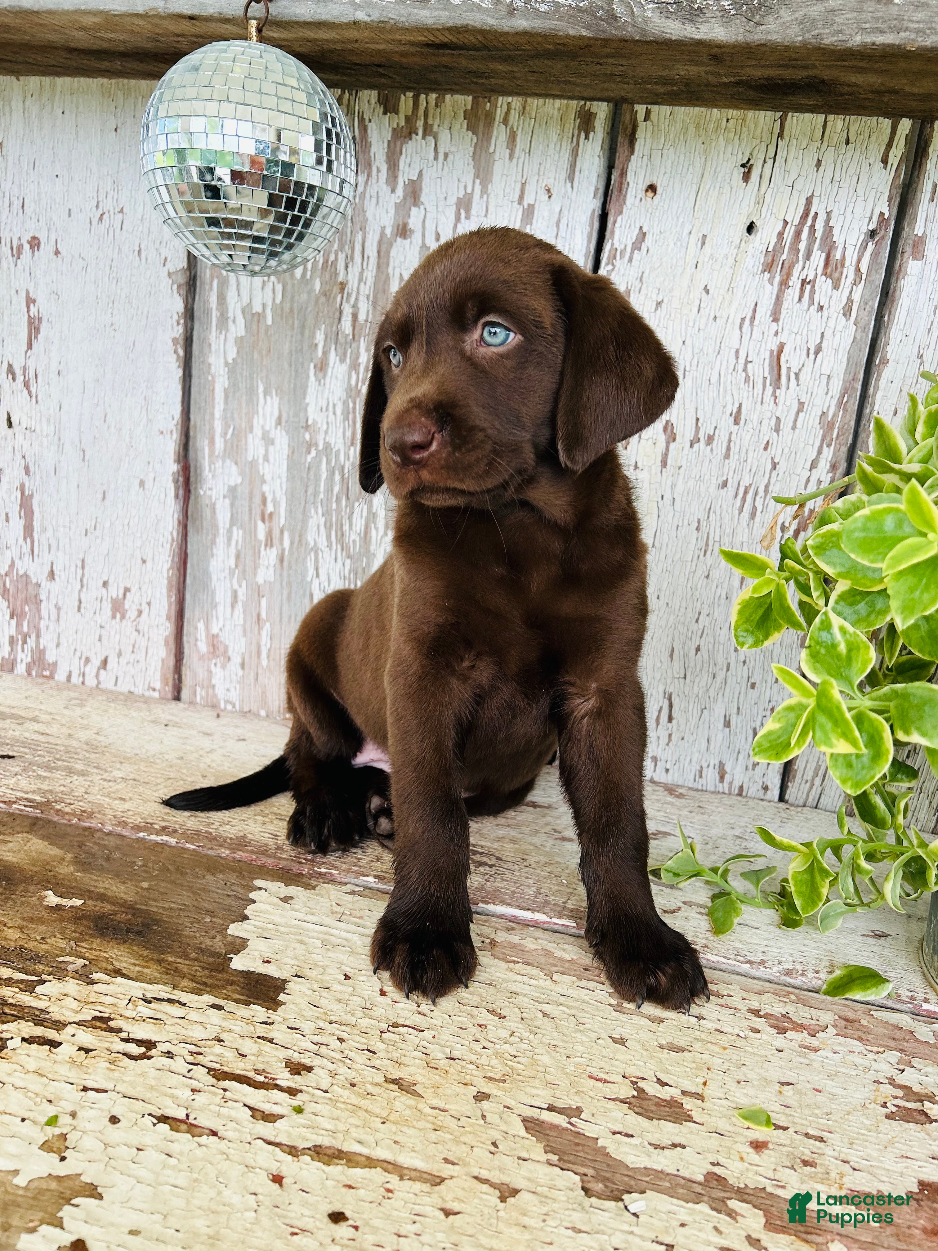 Labrador Retriever dogs Stella  - Ad 2