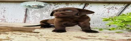 Labrador Retriever dogs for sale: Stella  - Ad 2