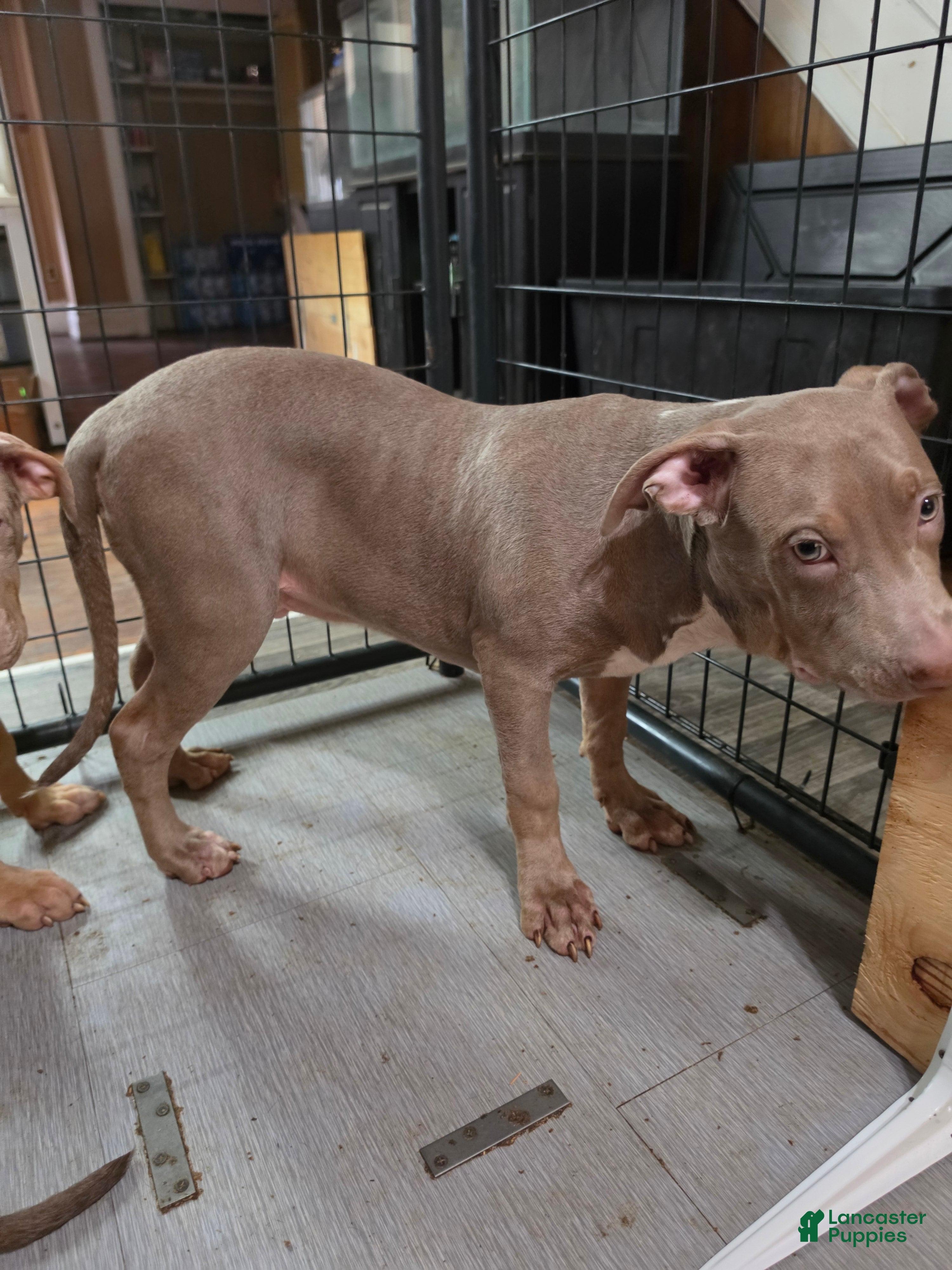 American Bully dogs American Bully 2 Male - Ad 1