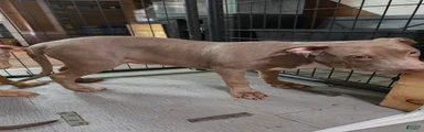 American Bully 2 Male