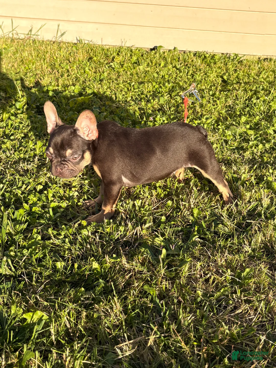French Bulldog dogs for sale: Tanisha (black tri)  - Ad 2